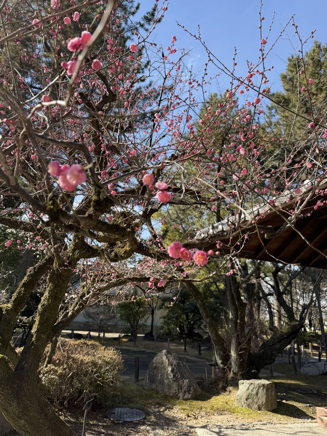 Solo Trip: 15 Winter Days in Japan - from Tokyo to Nagasaki 🇯🇵❄️