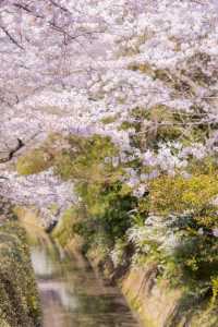 Kyoto Travel | The falling flowers and flowing water, Kyoto in spring is so romantic.