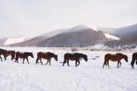 內蒙古烏蘭布統｜可以治癒一切的林海雪原