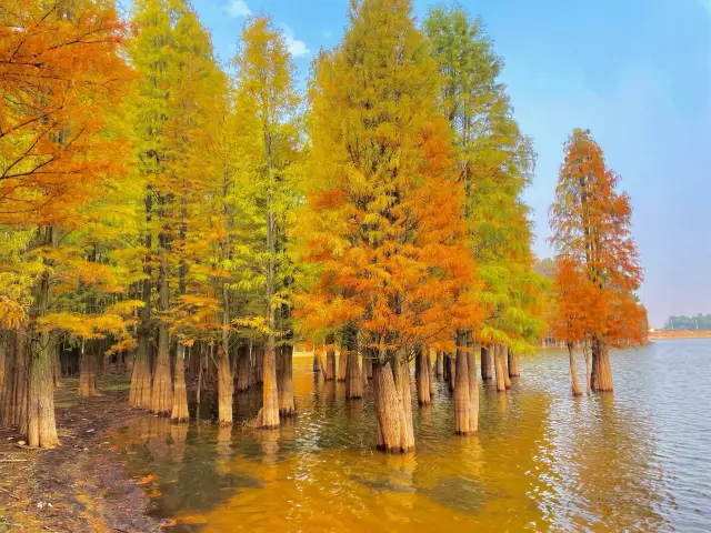 Nanchang red metasequoia ceiling! Hidden in these 7 niche autumn viewing spots!