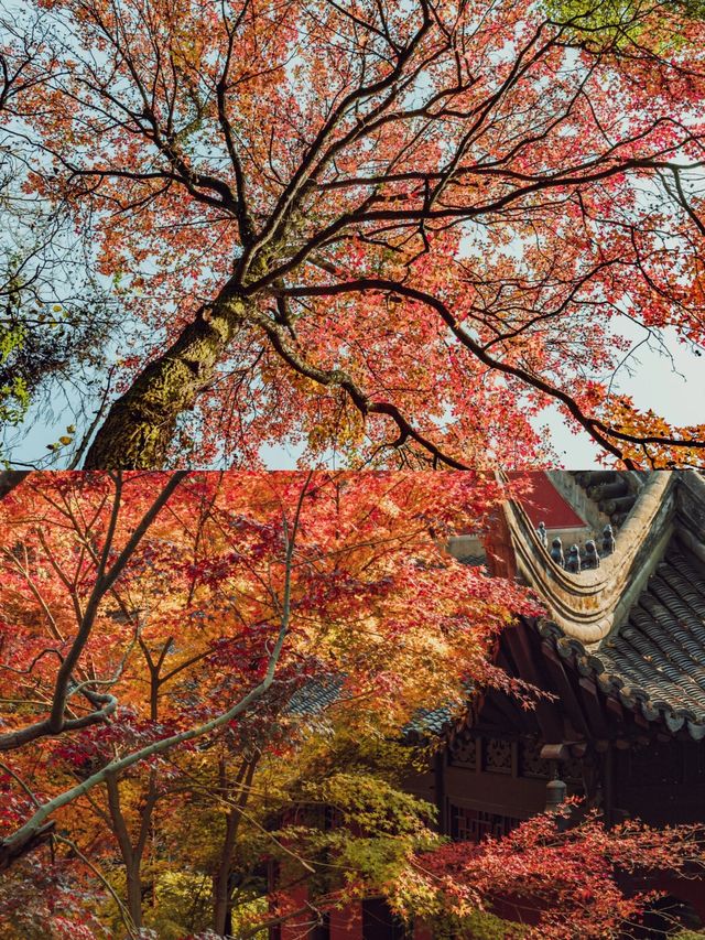 南京滿城盡帶黃金甲，但銀杏還是清涼山人少景美|