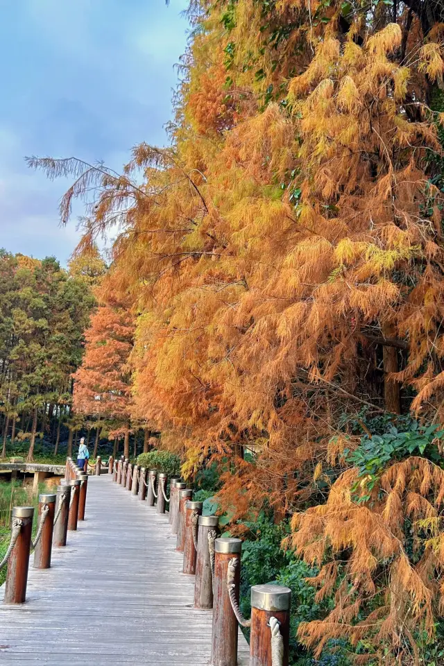 Take a photo in Shenzhen and go to Xianhu Botanical Garden to see the Taxodium distichum in the New Year