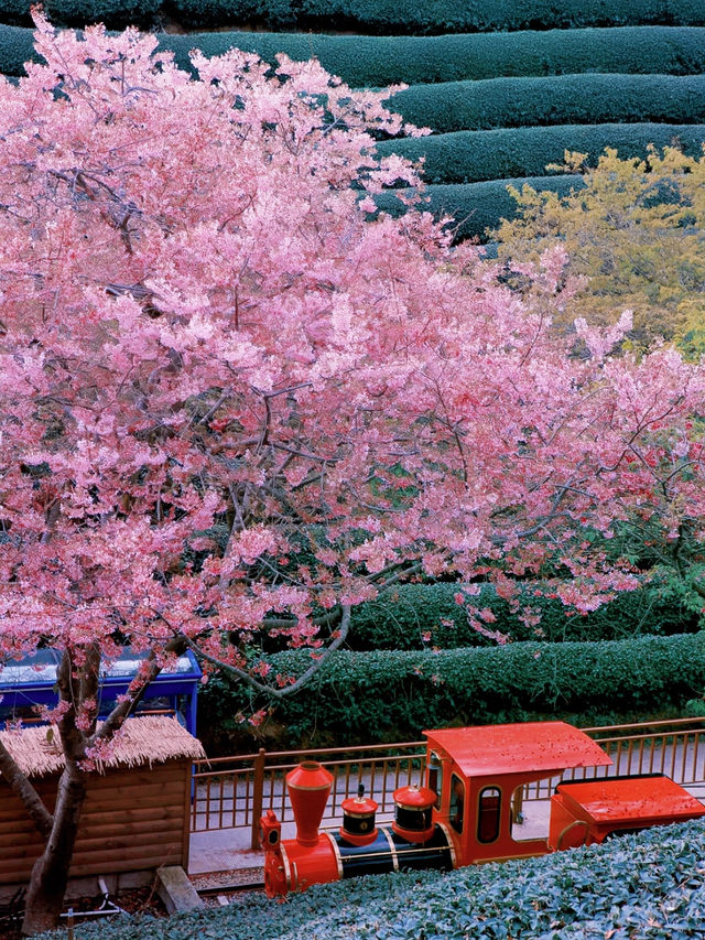 不去日本，福建也有藏著漫畫裡的櫻花園