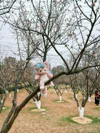 深圳梅園梅花滿山的梅花太美了