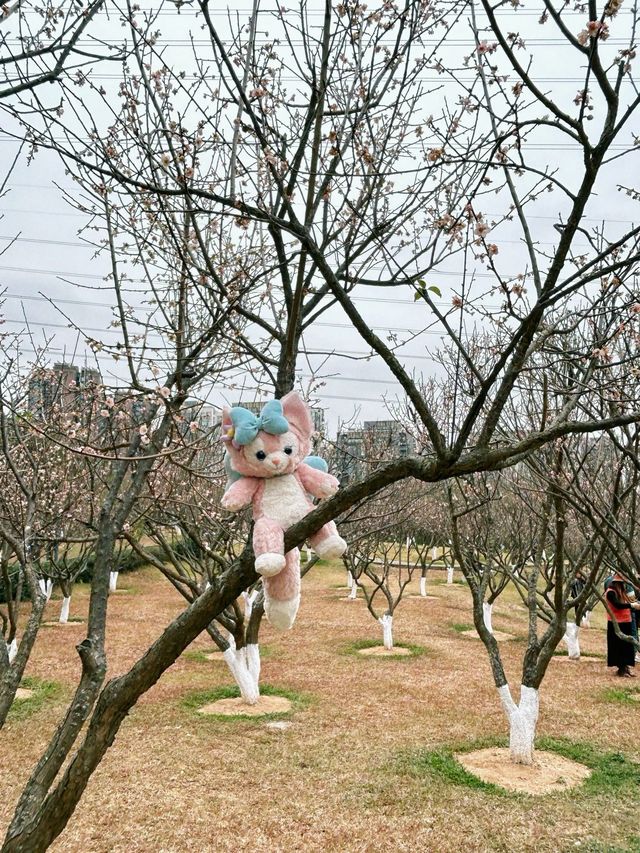 深圳梅園梅花滿山的梅花太美了