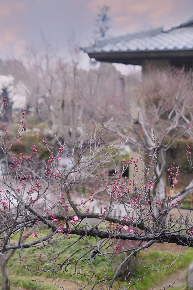 來無錫拈花灣過一場不一樣的年