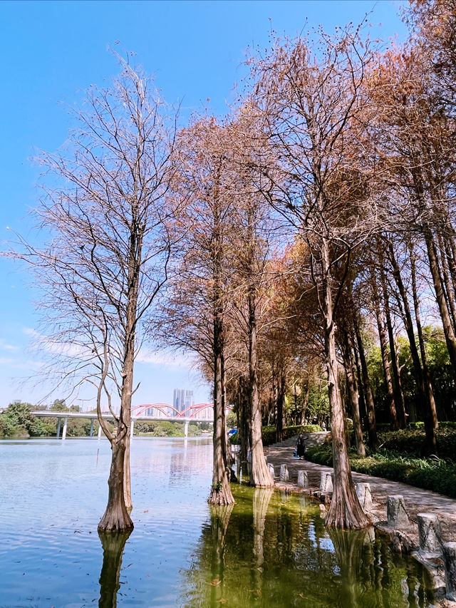 洪湖公園的 紅