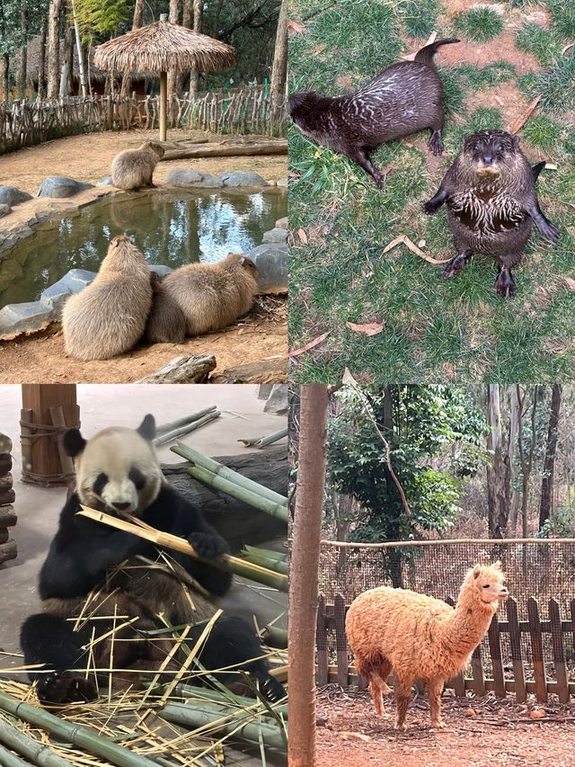 雲南野生動物園真的太離譜了含避坑指南