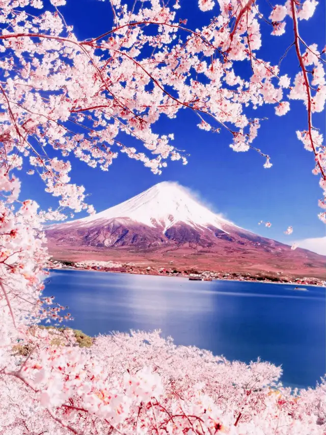 Cherry blossoms under Mount Fuji