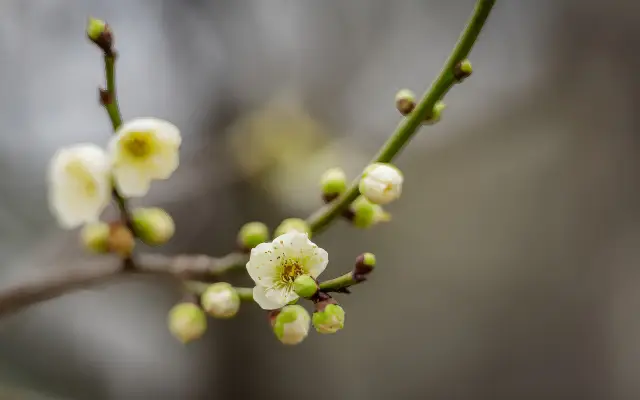 Green calyx plum in the plum garden