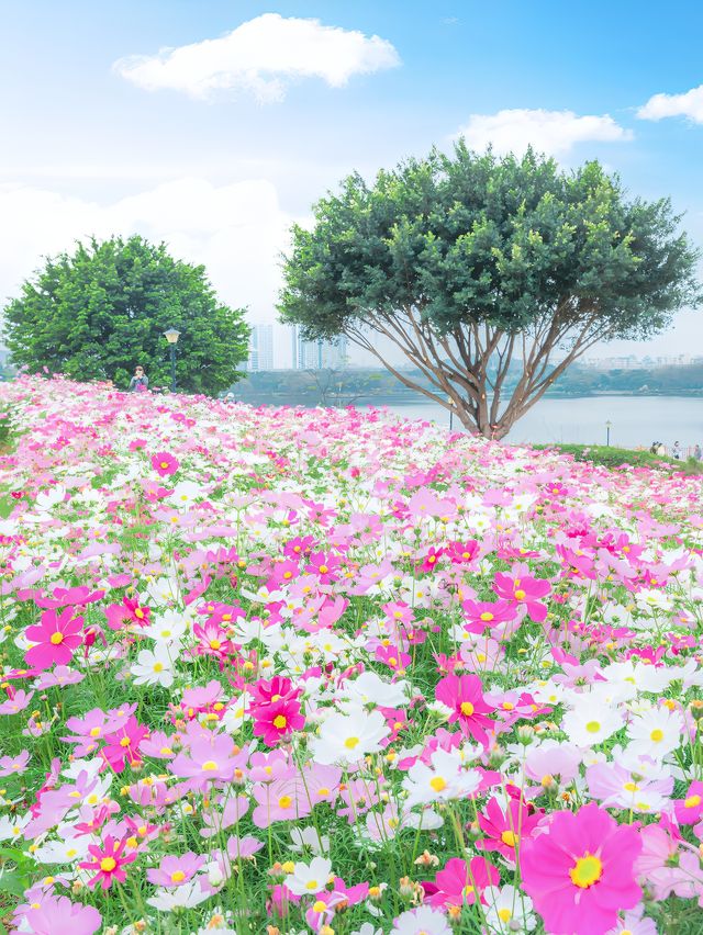 忘記海珠湖的格桑花吧，這裡更美