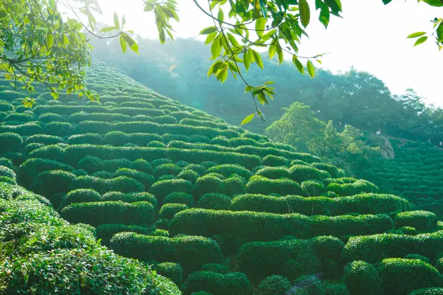 梅家塢：龍井茶產地，註意防曬和環保