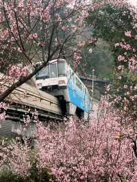 探尋重慶隱世美景——佛圖關公園花海盛宴