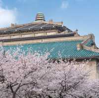 Wuhan University Cherry 🍒 Blossom 🌸 