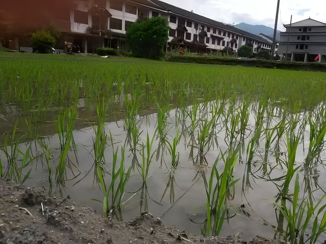 湖南紫鹊界梯田