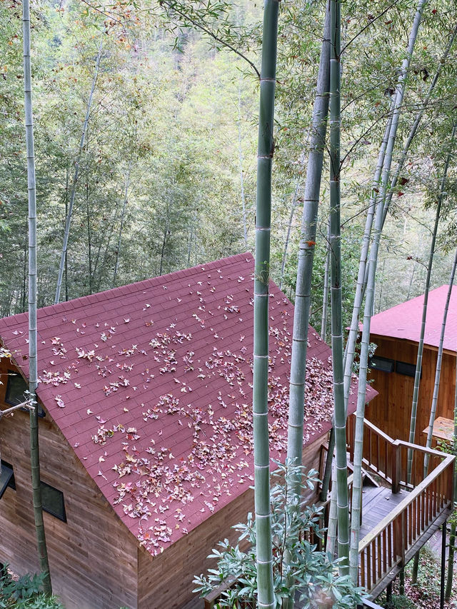 住在山裡的這幾天，治好了我的精神內耗