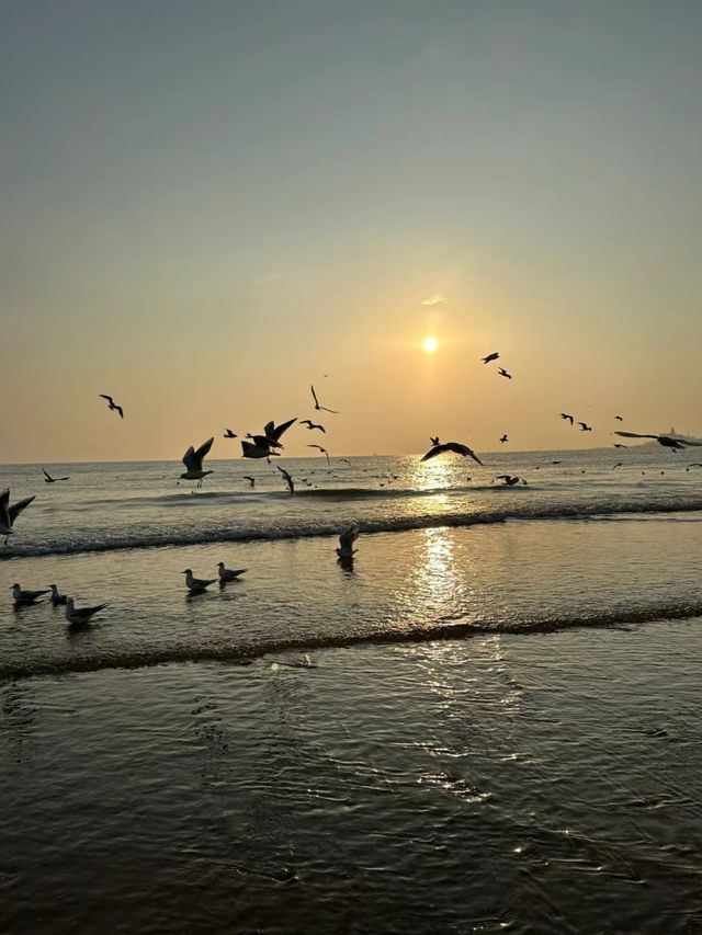 青島|金沙灘希爾頓