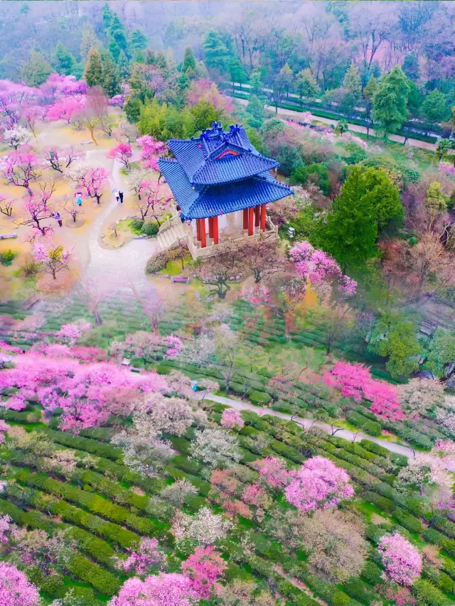 天下第一梅山にふさわしい | 本当に国内で梅を鑑賞する天花板ですね!!