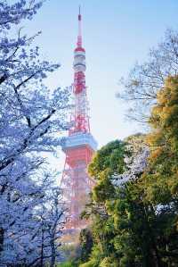 東京6大賞櫻名所拍照指南