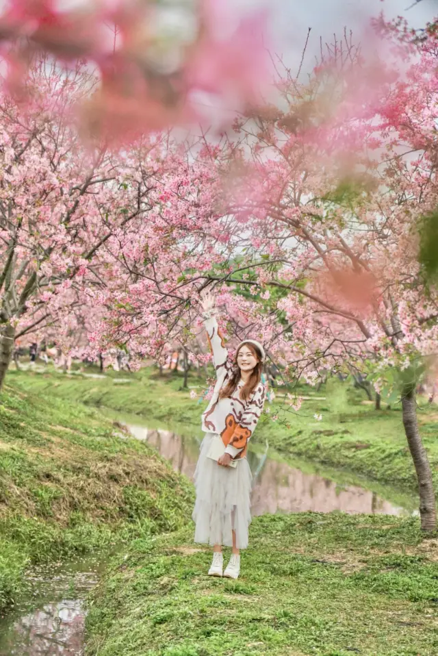 広州にも童話のような桜の森ができました！ここは花びらが舞い落ちるのがとてもロマンチックです