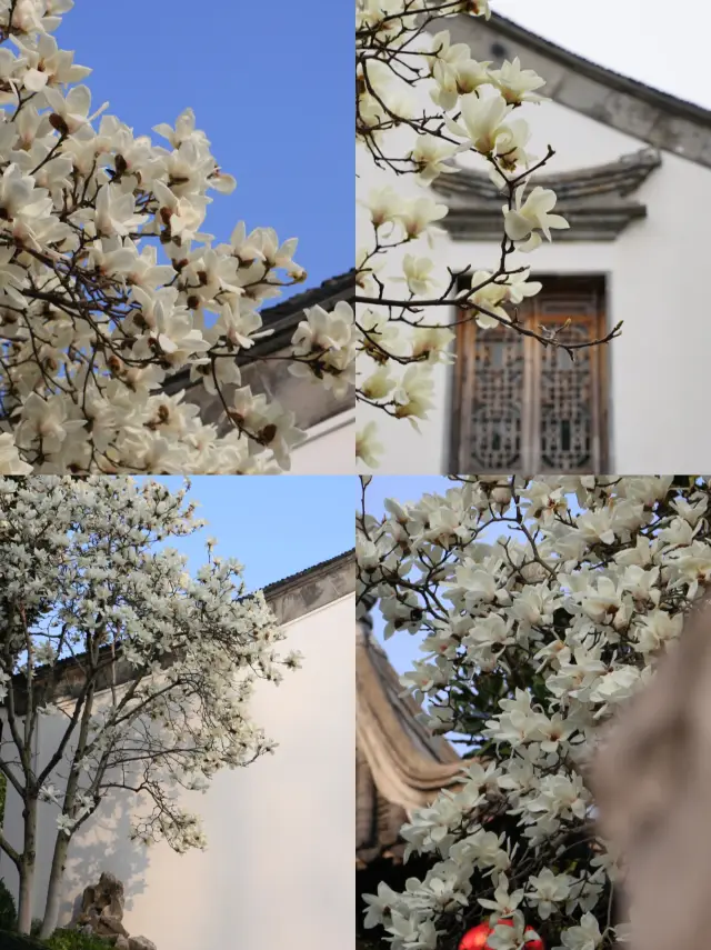 During a spring outing to Yuyuan Garden in Nanjing, I encountered the spring and Jingming for the ten thousandth time