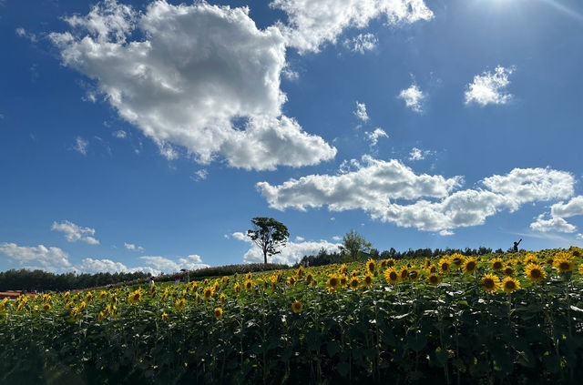 二刷北海道之夏