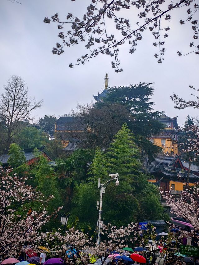 雞鳴寺櫻花大道賞櫻攻略-花期時間短，賞花要趁早