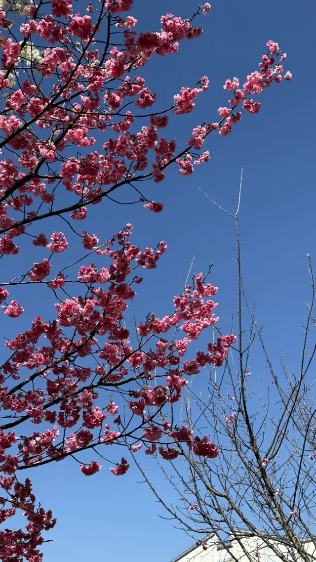 The cherry blossoms at Dali University have bloomed