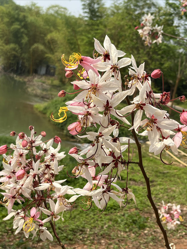 西雙版納熱帶花卉園