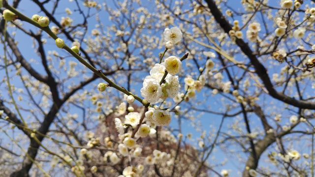 辰山植物園4-6月去更美哦！