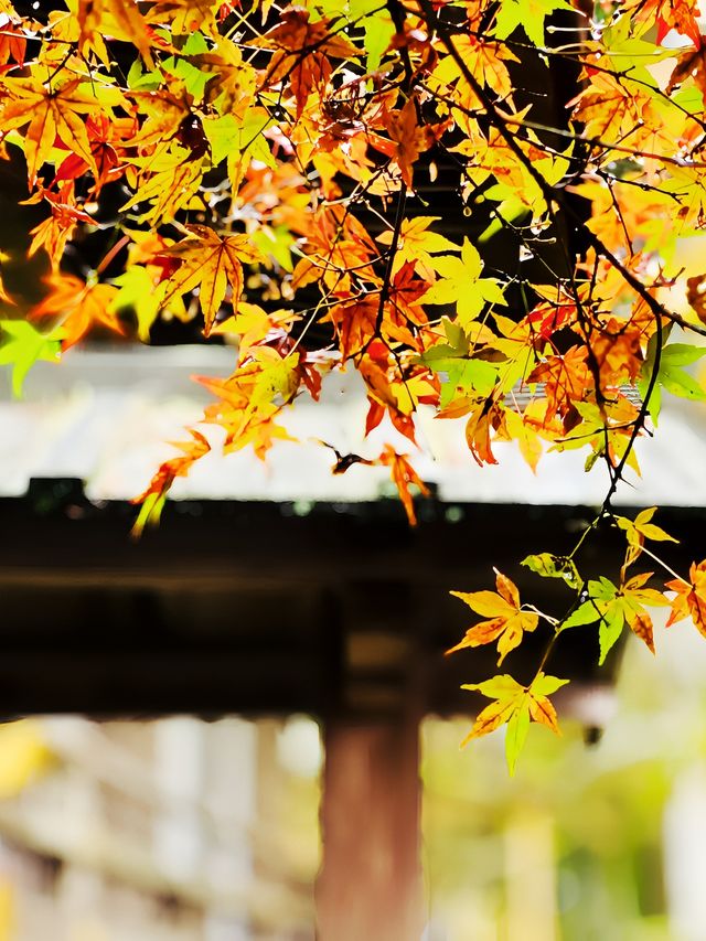 京都小眾秘密庭院三千院～