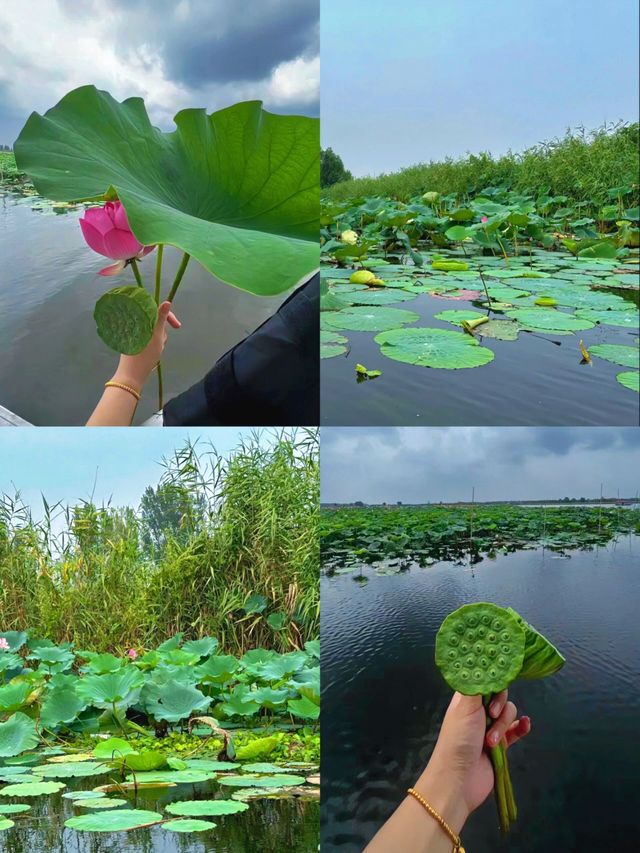 雄安|迷失在白洋淀，解鎖水鄉密碼！