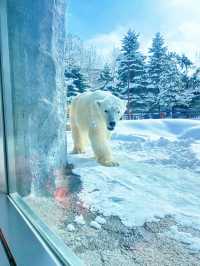 北海道親子聖地旭山動物園（企鵝漫步）