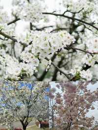 春有約，花不誤，年年不相負-四川賞花攻略