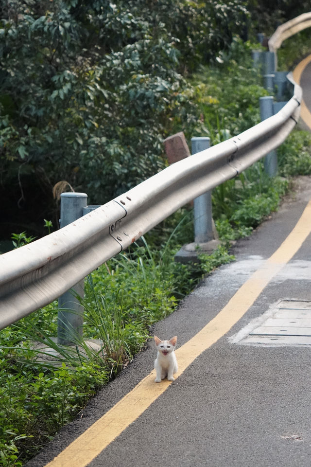 深圳山景民宿夏日避暑吸氧好去處