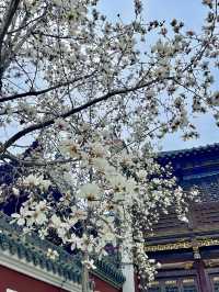 又是一年玉蘭花開時今日長春觀 Live圖