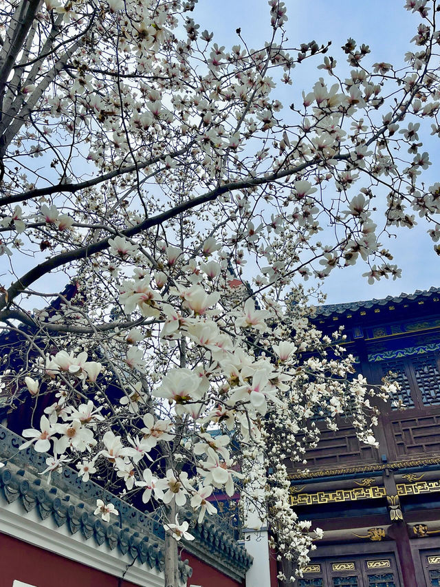 又是一年玉蘭花開時今日長春觀 Live圖