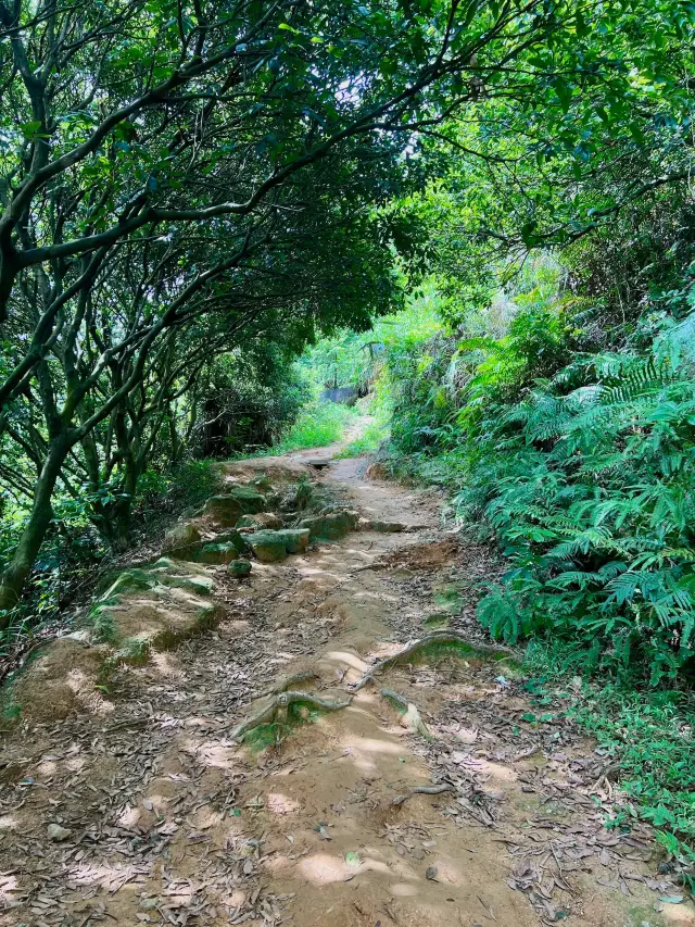 征服深圳\"第一峰\"：大陽臺山探險記