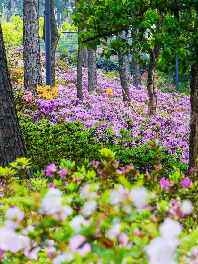 杭州驚現莫奈花園，春日天花板公園