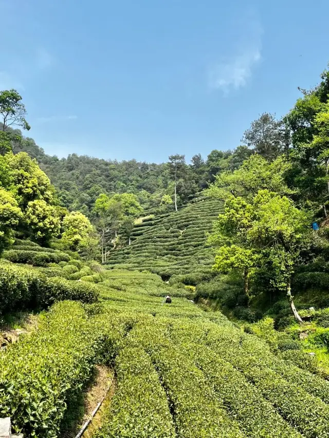 A real shoot of the Ten-mile Langya leading up to the spring mountain, where Longjing tea is inquired