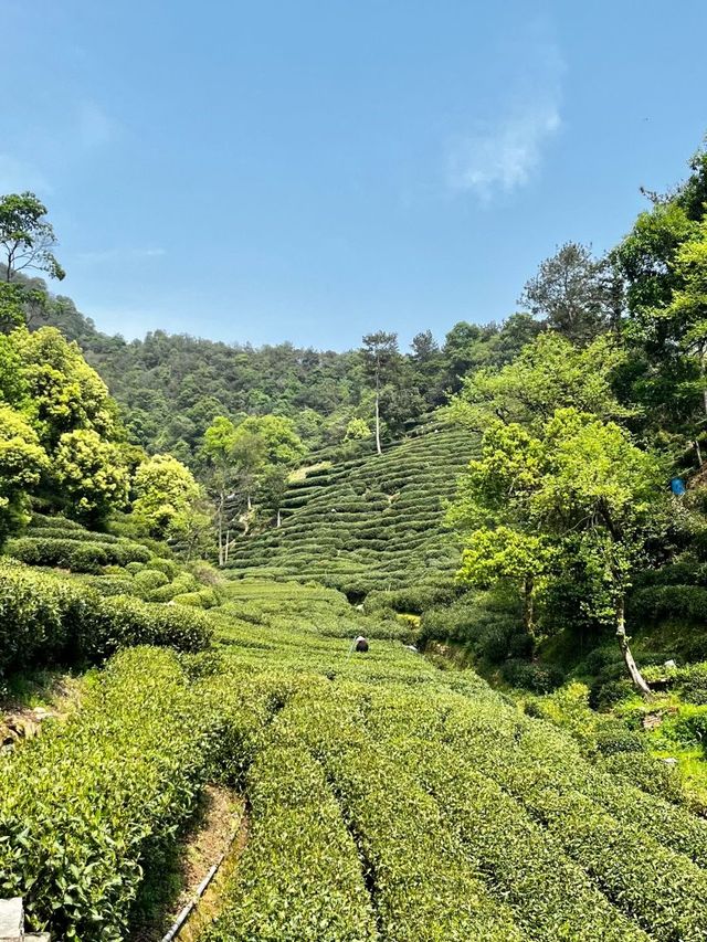 十里琅珰實拍上春山，龍井問茶