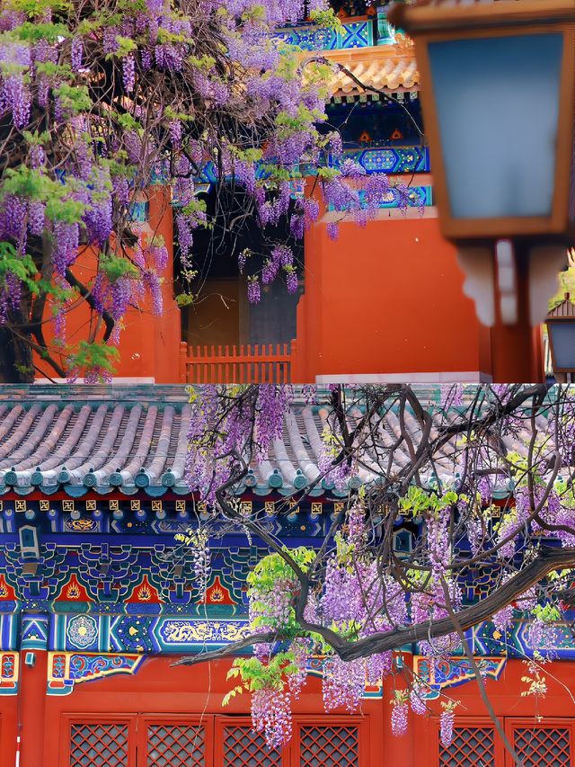 五一怎麼辦｜一定別錯過京城百年紫藤瀑布