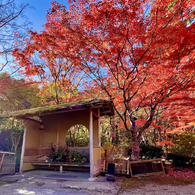 Immersed in red maple leaves 