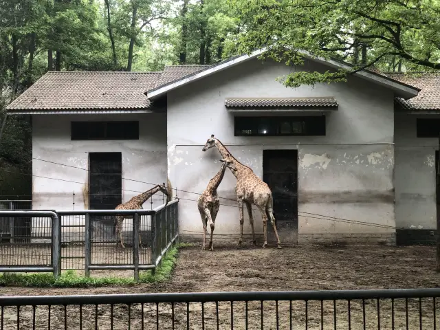 杭州動物園春天怎麼玩？一熊三節目圓圈轉！