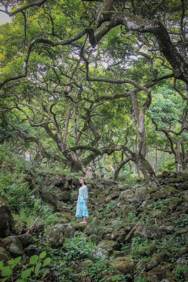 廣州增城寶藏綠道徒步路徑，穿越魔幻森林