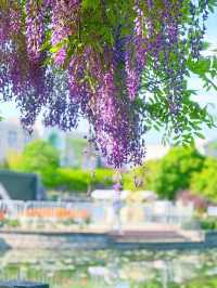 嘉定紫藤園|一簾簾紫色花瀑，詩意了四月天