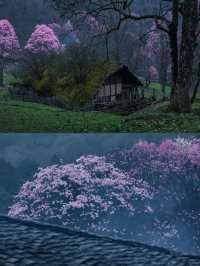 隨著四月的花瓣雨
