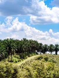 打卡馬來西亞柔佛新山超級水果園露營之旅！下篇