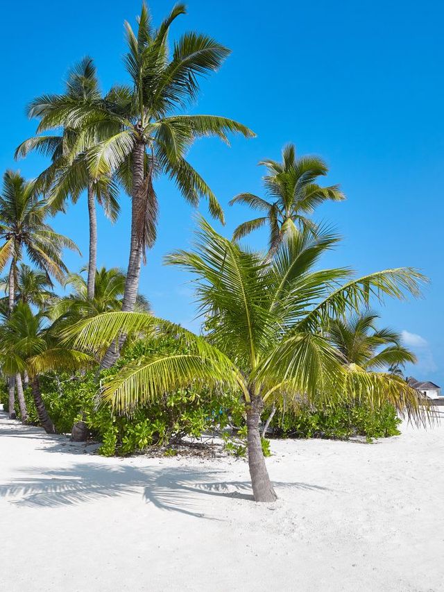 🌴🏖️ Maldives Magic: Luxe Island Escapes! 🌟