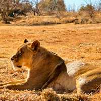 South Africa 🇿🇦 Rhino and Lion Nature Reserve! 